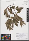 Foto von Salix cinerea L.